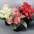 25 types et variétés de bégonias avec des descriptions et des caractéristiques