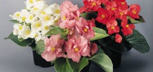 25 types et variétés de bégonias avec descriptions et caractéristiques