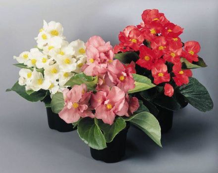 25 types et variétés de bégonias avec descriptions et caractéristiques