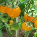 Description des meilleures variétés de tomates jaunes et oranges