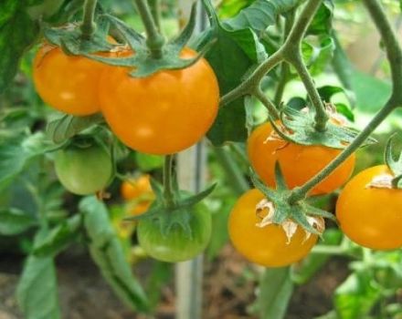 Description of the best varieties of yellow and orange tomatoes