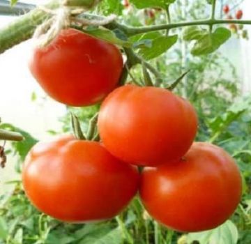 Descripción de la variedad de tomate Vladimir F1, sus características y cultivo.