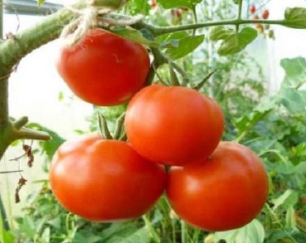 Description de la variété de tomate Vladimir F1, ses caractéristiques et sa culture