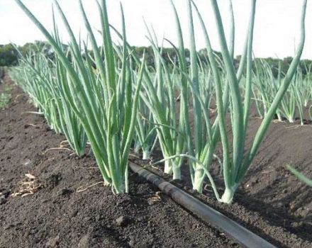 Description of herbicides for onion treatment and instructions for use against weeds