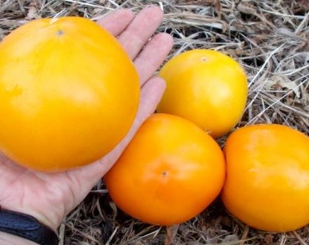 Características y descripción de la variedad de tomate gigante limón, su rendimiento.