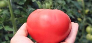 Penerangan mengenai pelbagai tomato Altai pink, hasil