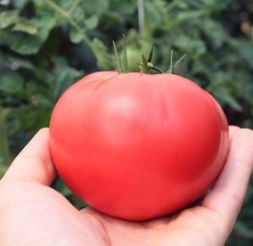 Descrição da variedade de tomates Altai rosa, rendimento