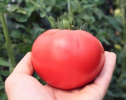 Description de la variété de tomates Altai rose, rendement