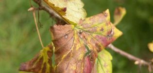 For what reasons black currant dries and what to do about it