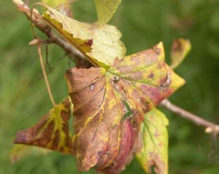 For what reasons black currant dries and what to do about it