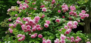 Description of the climbing rose of the Jasmine variety, planting and care rules