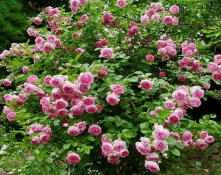 Description of the climbing rose of the Jasmine variety, planting and care rules