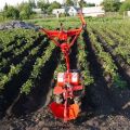 How to properly spud potatoes with a walk-behind tractor and a cultivator