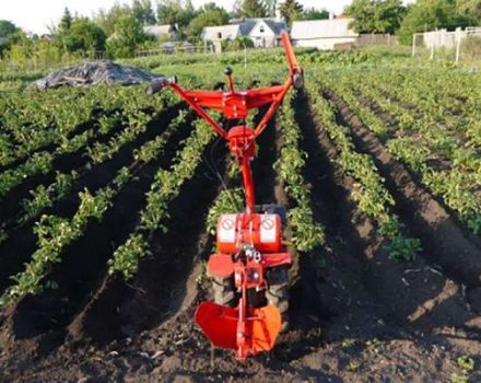 How to properly spud potatoes with a walk-behind tractor and a cultivator