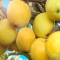 Description of the apple variety Amber and its varieties, advantages and disadvantages