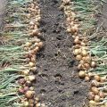 How to determine when to remove onions from the garden for storage?