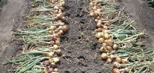 How to determine when to remove onions from the garden for storage?