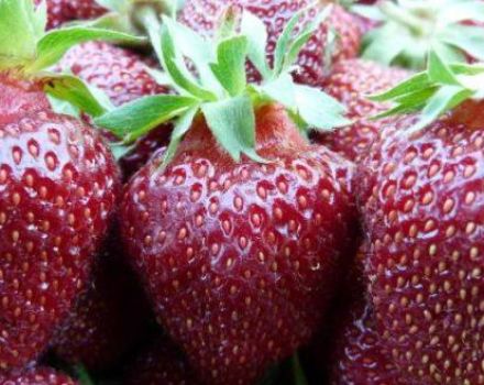 Description and characteristics of the Black Prince strawberry variety, planting and care