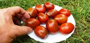 Description de la variété de tomates Pruneaux, recommandations de culture et d'entretien