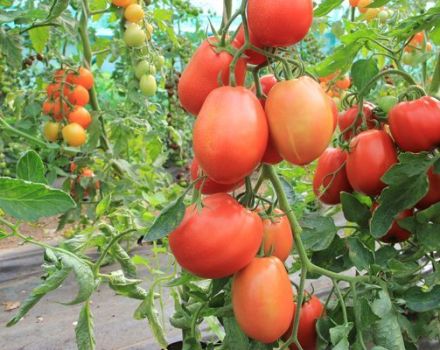 Description of the Bloody Mary tomato variety and its characteristics