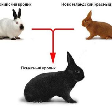 Est-ce possible et quelles sont les options pour croiser différentes races de lapins, table