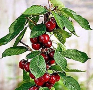 Descripción y características de las variedades de cerezas columnares, plantación y cuidado, cómo podar.