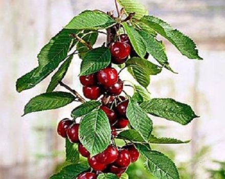 Descripción y características de las variedades de cerezas columnares, plantación y cuidado, cómo podar.