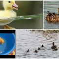 When can ducklings start swimming and what affects their bathing age