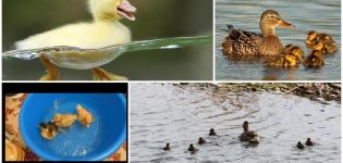 When can ducklings start swimming and what affects their bathing age