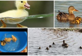 ¿Cuándo pueden empezar a nadar los patitos y qué afecta su edad para bañarse?