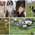 Description des 11 meilleures races de chiens qui paissent des moutons et comment choisir un chiot