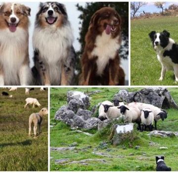 Descripción de las 11 mejores razas de perros que pastan ovejas y cómo elegir un cachorro