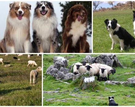 Description des 11 meilleures races de chiens qui paissent des moutons et comment choisir un chiot