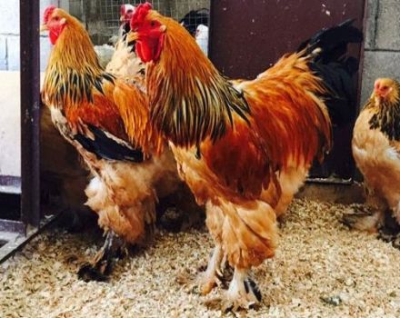 Description of the 14 largest breeds of chickens and rules for keeping large birds