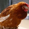 What to do if a chicken has a clogged goiter, causes and treatments