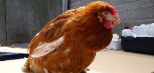 Que faire si un poulet a un goitre obstrué, causes et traitements