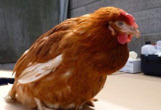 Qué hacer si un pollo tiene bocio obstruido, causas y tratamientos