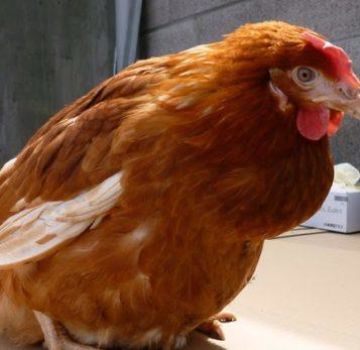 Que faire si un poulet a un goitre obstrué, causes et traitements