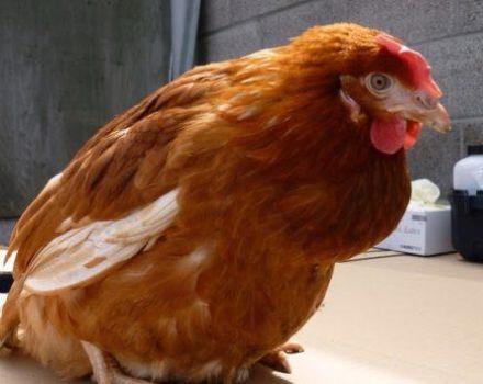 Que hacer si un pollo tiene bocio obstruido, causas y tratamientos