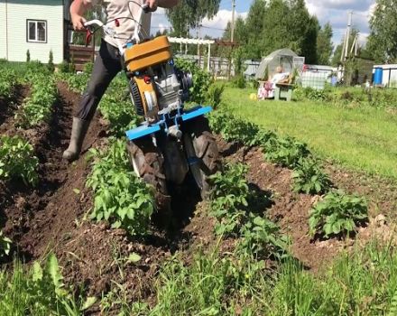 ¿Cómo desyerbar las patatas de forma rápida y correcta con una podadora, un tractor de empuje y otros dispositivos?