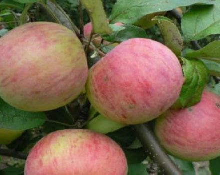 Description de la variété de pomme Vityaz et caractéristiques gustatives des fruits, rendement