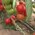 Description of the tomato variety Liza, characteristics and productivity