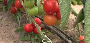 Description de la variété de tomate Liza, caractéristiques et productivité