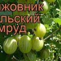 Description and characteristics of the gooseberry variety Ural emerald, planting and care