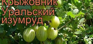 Description and characteristics of the gooseberry variety Ural emerald, planting and care