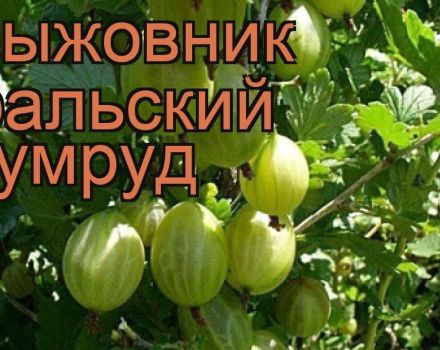 Description and characteristics of the gooseberry variety Ural emerald, planting and care