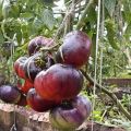 Descripción de la variedad de tomate Siberian Tiger, sus características y rendimiento.