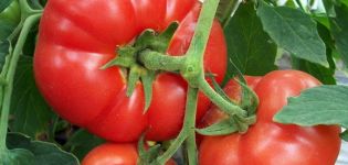 Caractéristiques et description de la variété de tomate Pervoklashka, son rendement