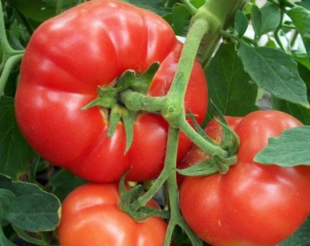 Características y descripción de la variedad de tomate Pervoklashka, su rendimiento.