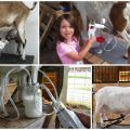 How to make a do-it-yourself goat milking machine at home